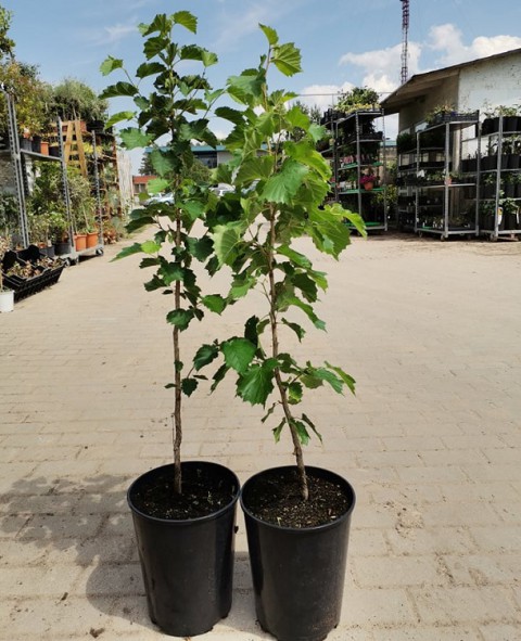 Fındık (Çakıldak) Fidanı 3 Yaş 2 Adet Tüplü