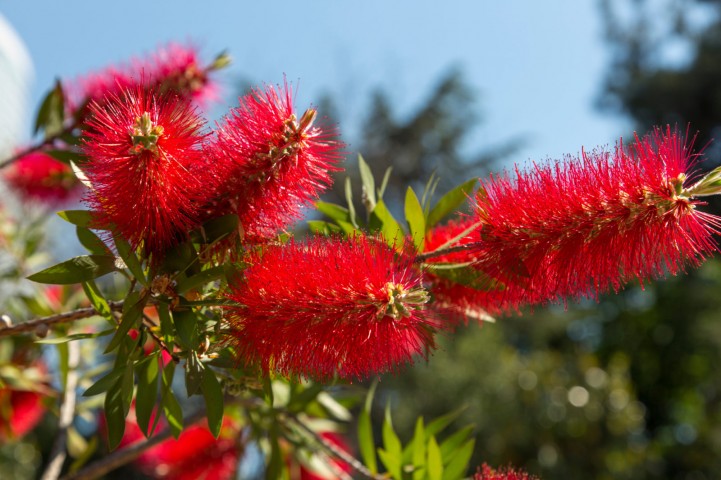 Fırça Çalısı Callistemon 3 Adet