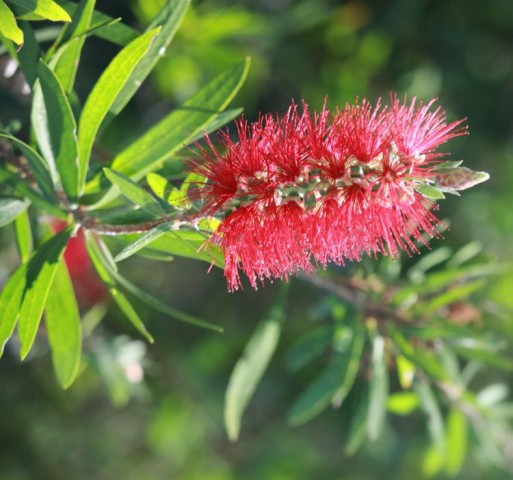Fırça Çalısı Callistemon 3 Adet