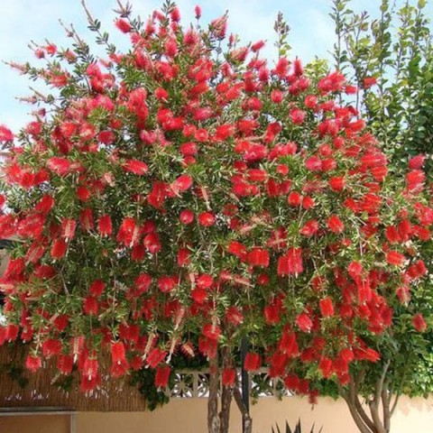 Fırça Çalısı Callistemon 3 Adet