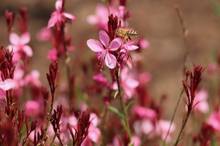 Gaura Çalısı Çiçeği 20 Adet