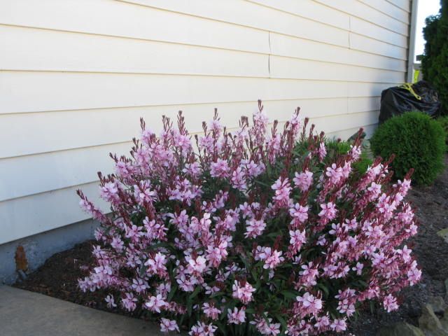 Gaura Çalısı Çiçeği  5 Adet