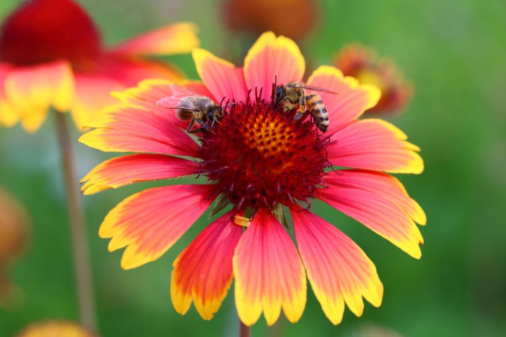 GAYRET ÇİÇEĞİ - Gaillardia Grandiflora 50'li Set
