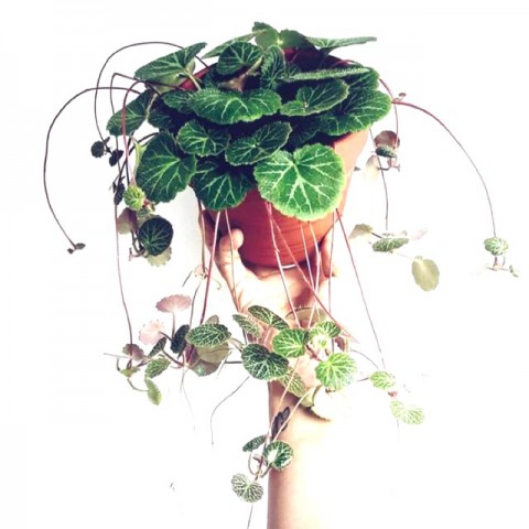 Gelin Teli Çiçeği – Begonia Saxifraga (Askılı Saksıda)