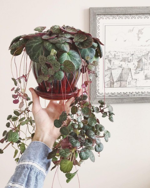 Gelin Teli Çiçeği – Begonia Saxifraga (Askılı Saksıda)