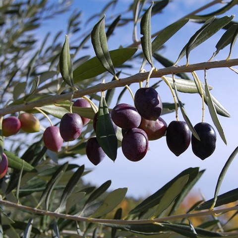 Gemlik - Trilye Zeytin Fidanı Tüplü ve Aşılı 3 Yaş 2 Adet