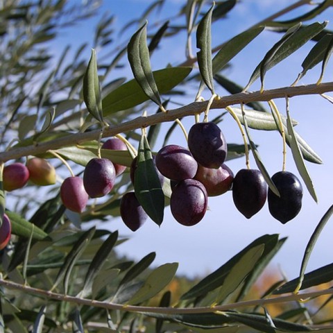 Gemlik - Trilye Zeytin Fidanı Tüplü ve Aşılı 3 Yaş 3 Adet