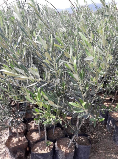 Gemlik - Trilye Zeytin Fidanı Tüplü ve Aşılı 3 Yaş 3 Adet