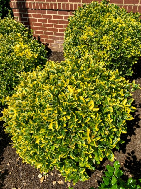 Gold Taflan (Euonymus Japonica Aurea)  Büyük Boy 40 - 50 cm 5 Adet