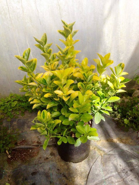 Gold Taflan (Euonymus Japonica Aurea)  Büyük Boy 40 - 50 cm 5 Adet