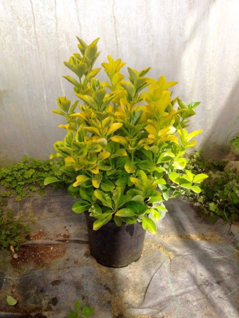 Gold Taflan (Euonymus Japonica Aurea)  Büyük Boy 40 - 50 cm 5 Adet