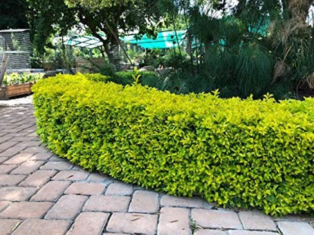 Gold Taflan (Euonymus Japonica Aurea) Canlı Çit Bitkisi 30 Adet