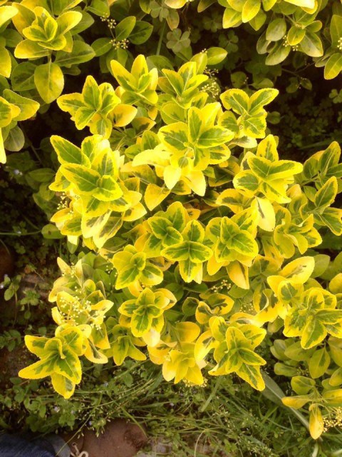 Gold Taflan (Euonymus Japonica Aurea) Canlı Çit Bitkisi 30 Adet