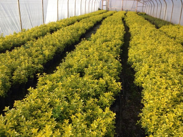 Gold Taflan (Euonymus Japonica Aurea) Canlı Çit Bitkisi 30 Adet