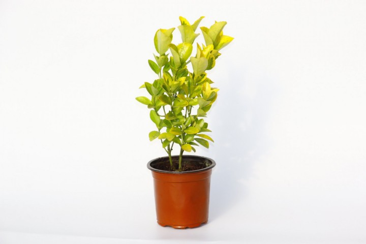 Gold Taflan (Euonymus Japonica Aurea) – Sarı Çit Bitkisi 2’li Dikim 5 Adet