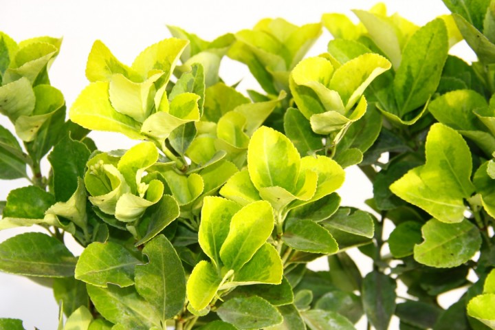 Gold Taflan (Euonymus Japonica Aurea) – Sarı Çit Bitkisi 6’li Dikim Sarı Saksıda 3 Adet