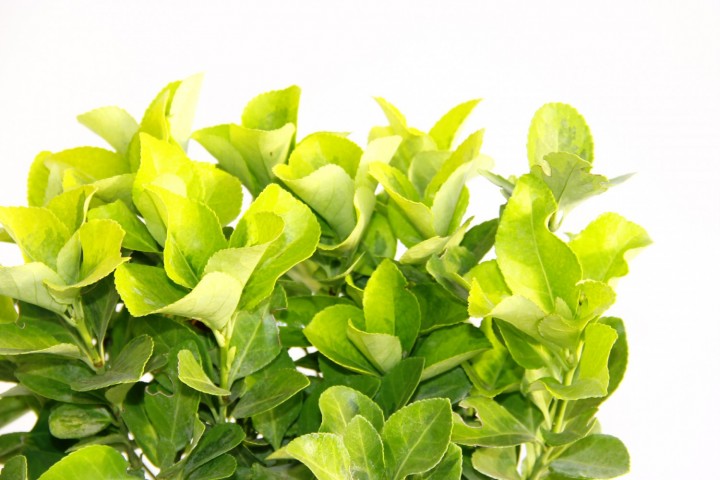 Gold Taflan (Euonymus Japonica Aurea) – Sarı Çit Bitkisi Mavi Saksıda 3 Adet