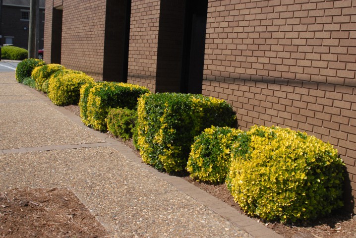 Gold Taflan (Euonymus Japonicus Aurea) Sarı Çit Bitkisi 3 Adet
