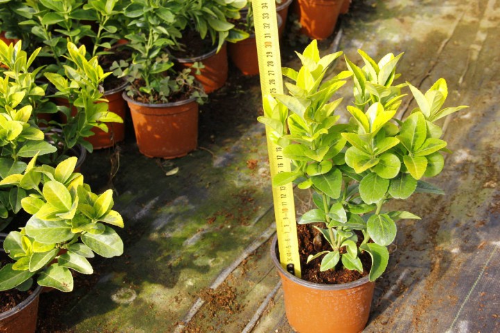 Gold Taflan (Euonymus Japonicus Aurea) Sarı Çit Bitkisi 3 Adet