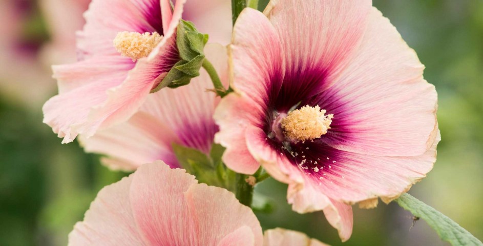 Gülhatmi (Alcea rosea)