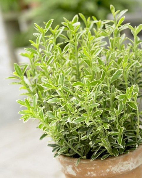 Gümüşi Çıtır Taflan 30 Adet