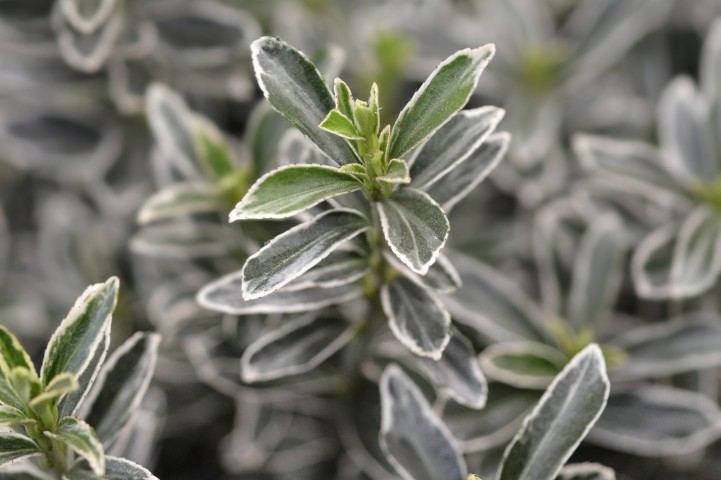 Gümüşi Çıtır Taflan  5  Adet