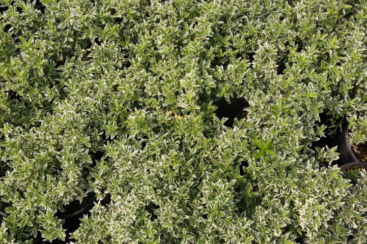 Gümüşi Çıtır Taflan  5  Adet