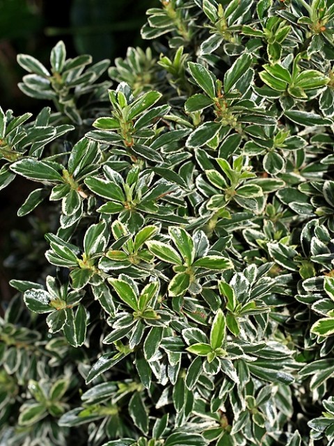 Gümüşi Çıtır Taflan  5  Adet