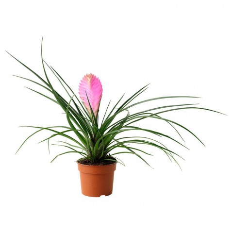 Hava Bitkisi (Tillandsia) Airplant 3 Adet