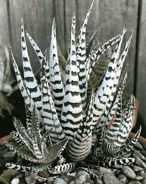 Haworthia Attenuata (Albino) 10 Adet