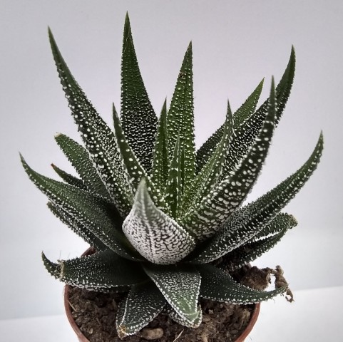 Haworthia Fasciata Concolor 10 Adet