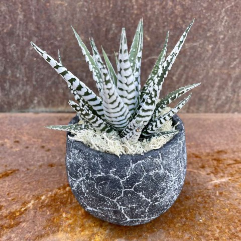 Haworthia Fasciata Zebra  10 Adet