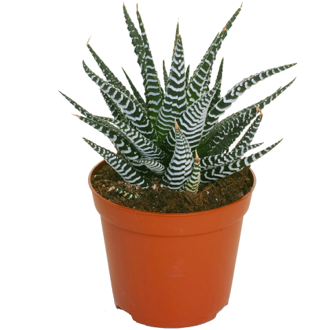 Haworthia Fasciata Zebra  10 Adet