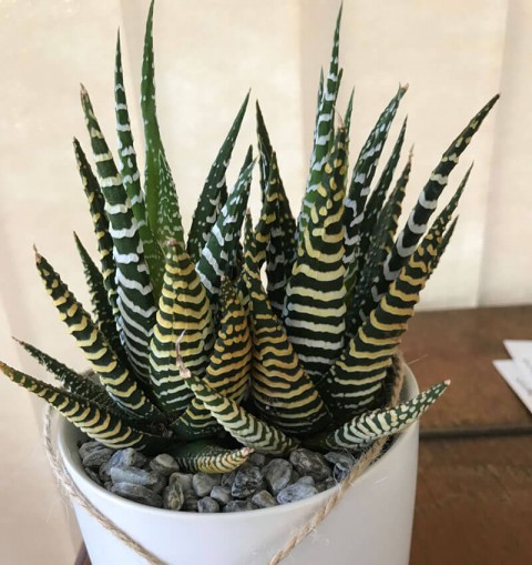 Haworthia Fasciata Zebra  10 Adet