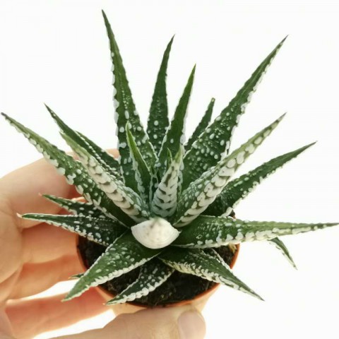 Haworthia Fasciata Zebra  15 Adet