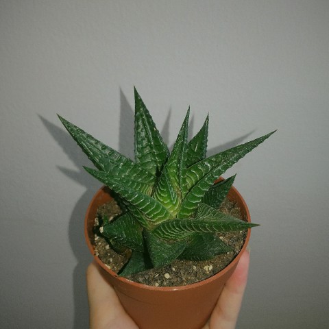 Haworthia Limifolia 5 Adet