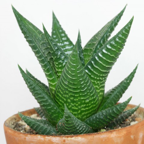 Haworthia Limifolia 5 Adet