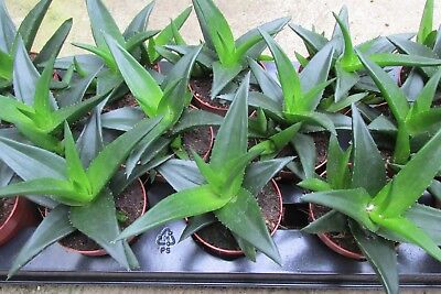 Haworthia Pentagona 5 Adet