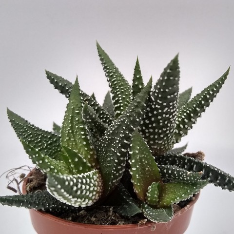 Haworthia Pumila 15 Adet
