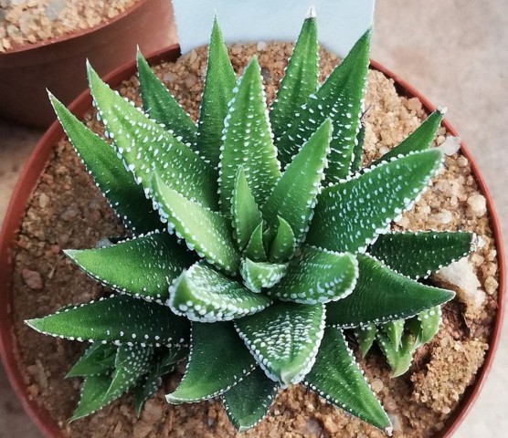 Haworthia Pumila 5 Adet
