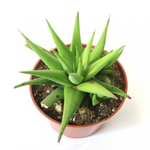 Haworthia Rigida 15 Adet