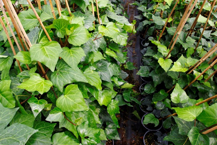 Hedera Helix – Orman Sarmaşığı 100 – 150 cm 10 Adet