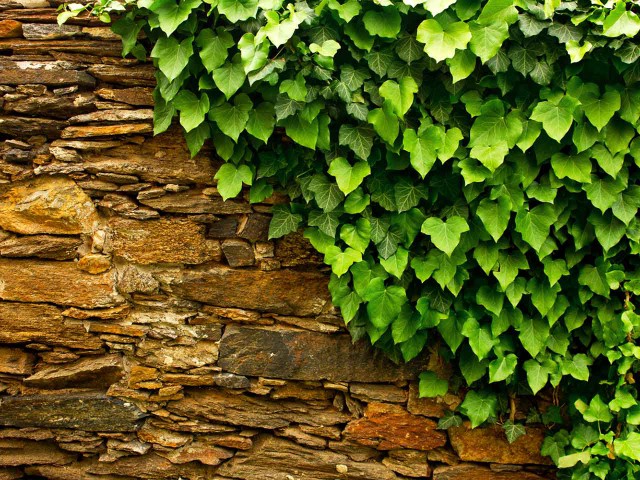 Hedera Helix – Orman Sarmaşığı 100 –150 cm