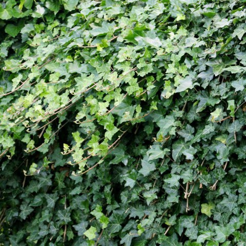Hedera Helix – Orman Sarmaşığı 50 – 100 cm 5 Adet