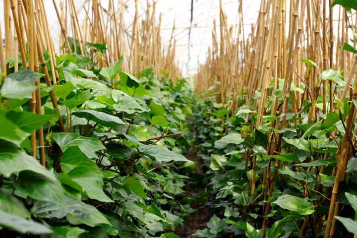 Hedera Helix – Orman Sarmaşığı 100-150 cm