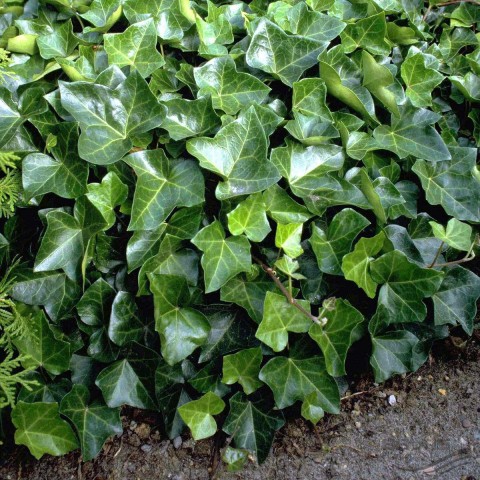 Hedera Sarmaşık 50-100 cm 10 Adet