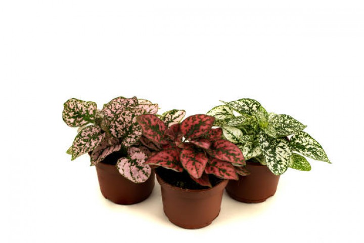 Hostes Çiçeği  - Hypoestes Phyllostachya 3’lü set