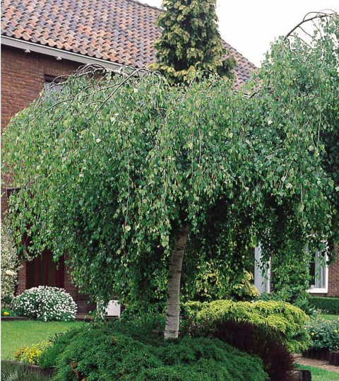 Huş Ağacı Betula Pendula 10 Adet