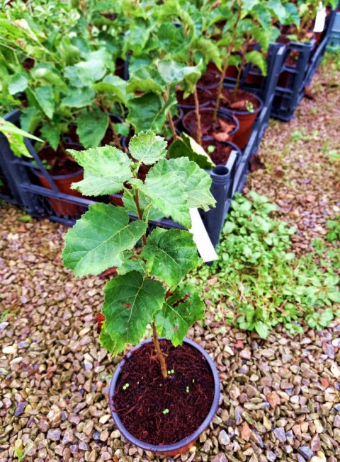 Huş Ağacı Betula Pendula