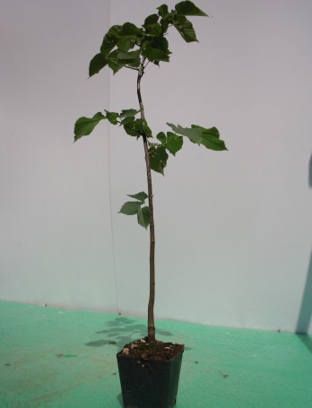 Ihlamur (Tillia Tomentosa) Fidanı